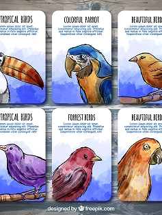 Kleurrijke kaarten met afbeeldingen van vogels, uitgevoerd in verschillende stijlen.